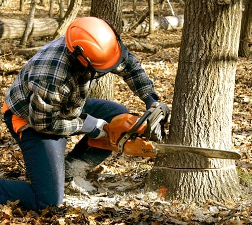 Tree Removal in Wellington, TX